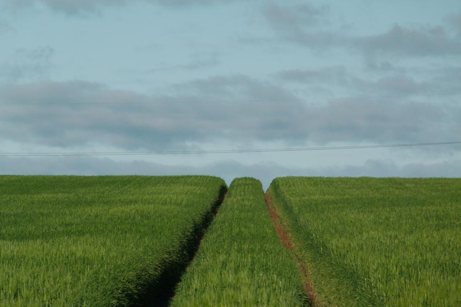 Agriculture Field Landscape