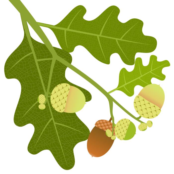 oak acorns branch leaves nature
