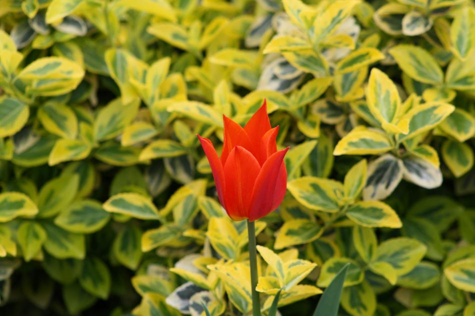 Leaf Nature Plant