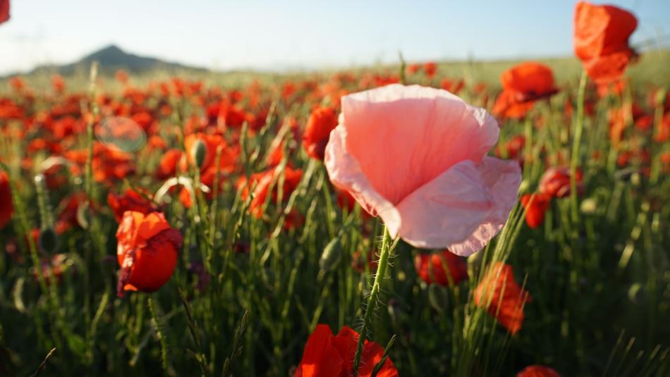 Poppy Pink Wild Flower Spring
