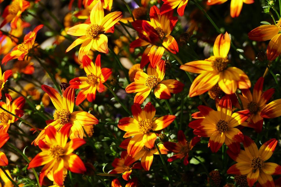 Nature Garden Flowers