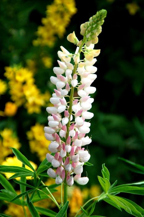 Nature Plant Summer