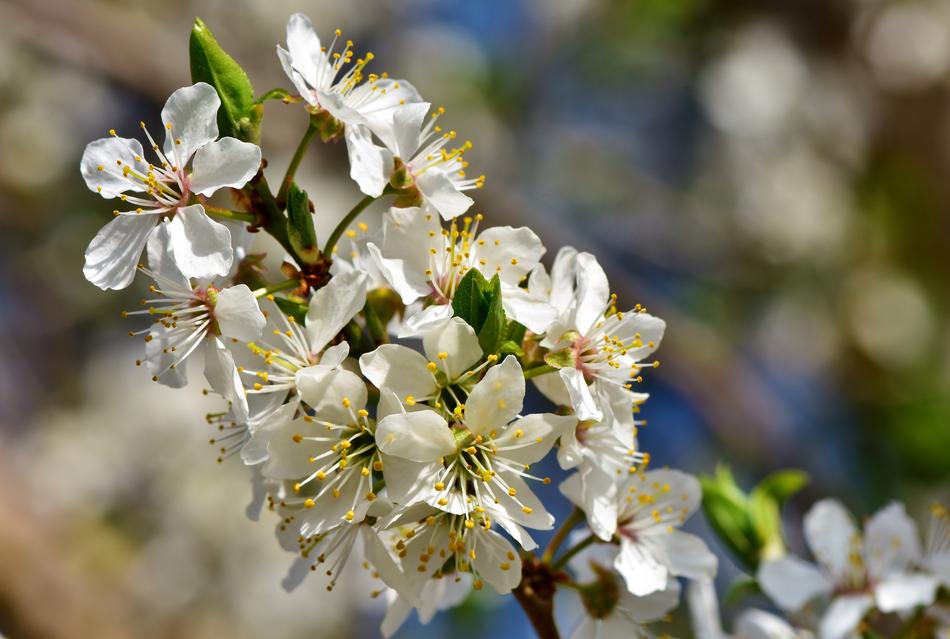 Plum Blossom Bloom