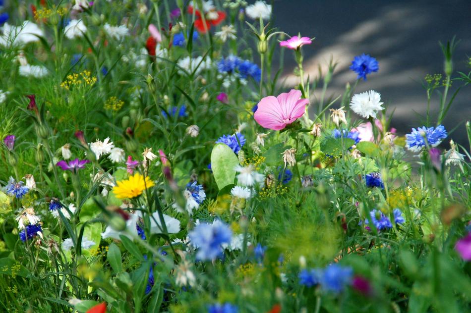 Nature Plant Summer