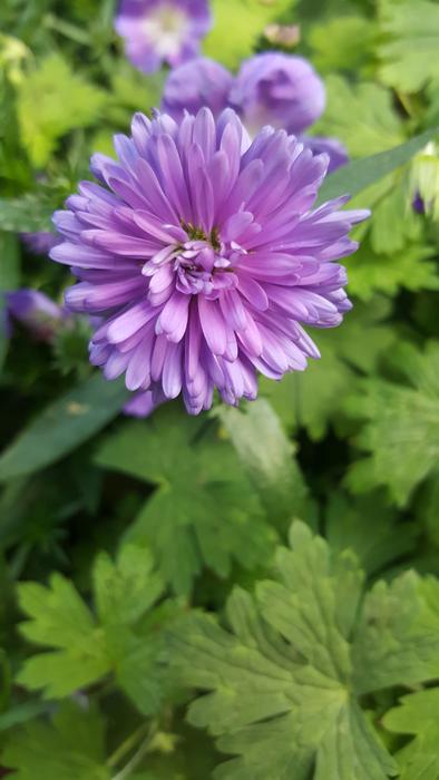 Nature Flora Garden