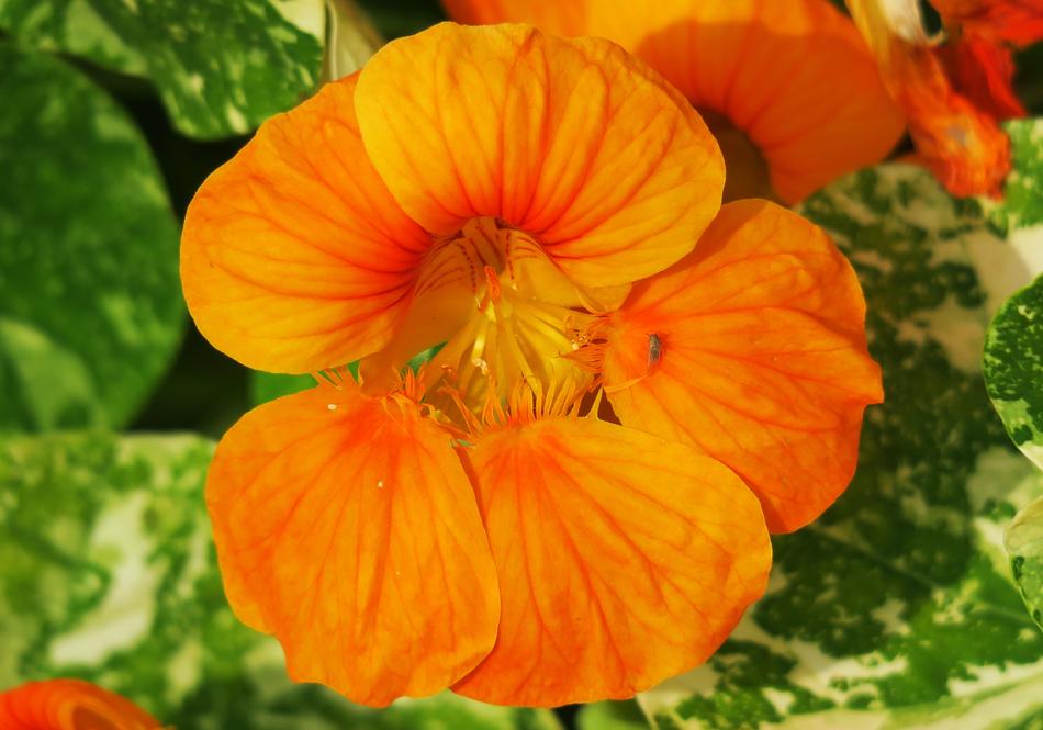 Nature Flower Garden
