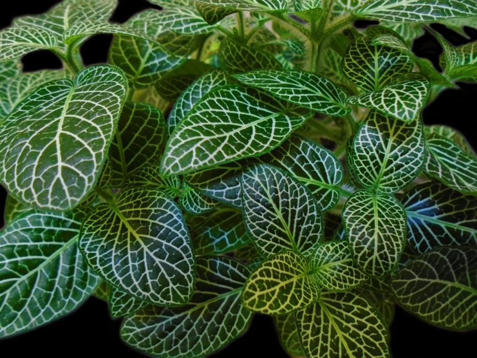 Leaf Flora Nature