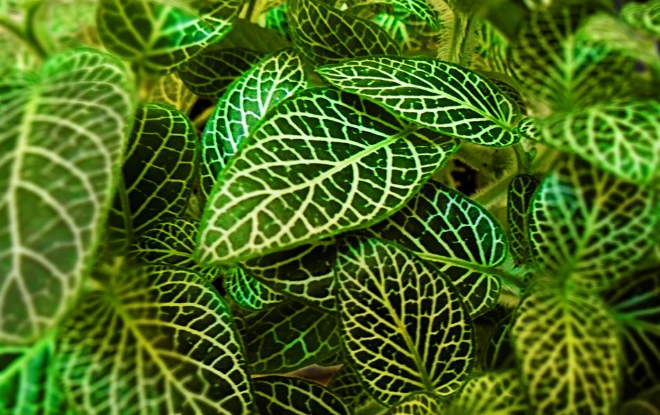 Nature Leaf Tropical