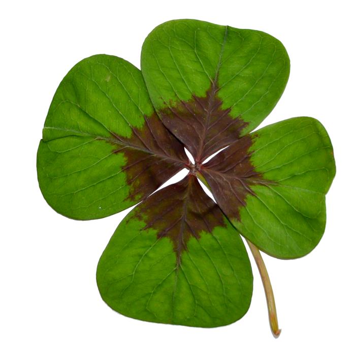 Four-Leaf Clover Luck Green
