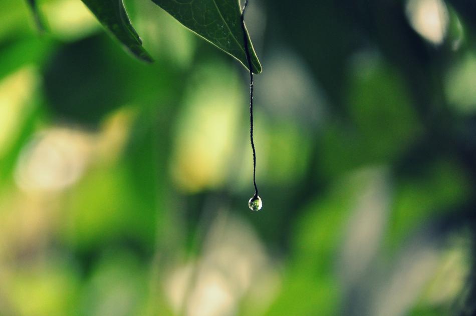 Leaf Flora Growth