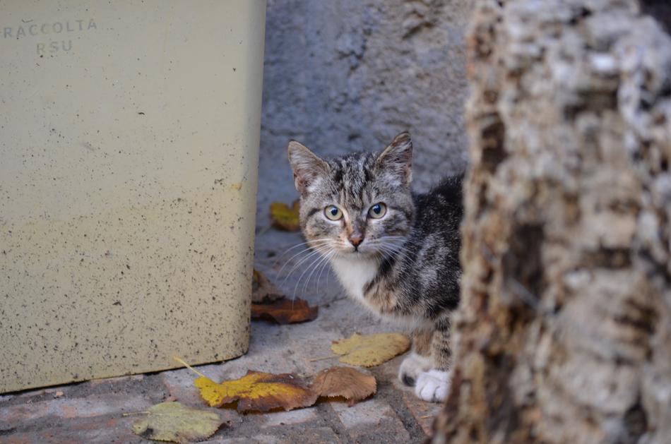 Nature Cat Animal World