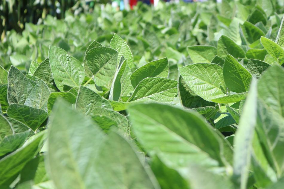 Leaf Plant Vegetable