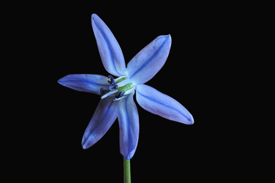 Blue Asterisk Blossom Bloom