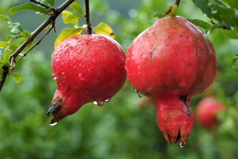 Fruit Pomegranate Estrogen