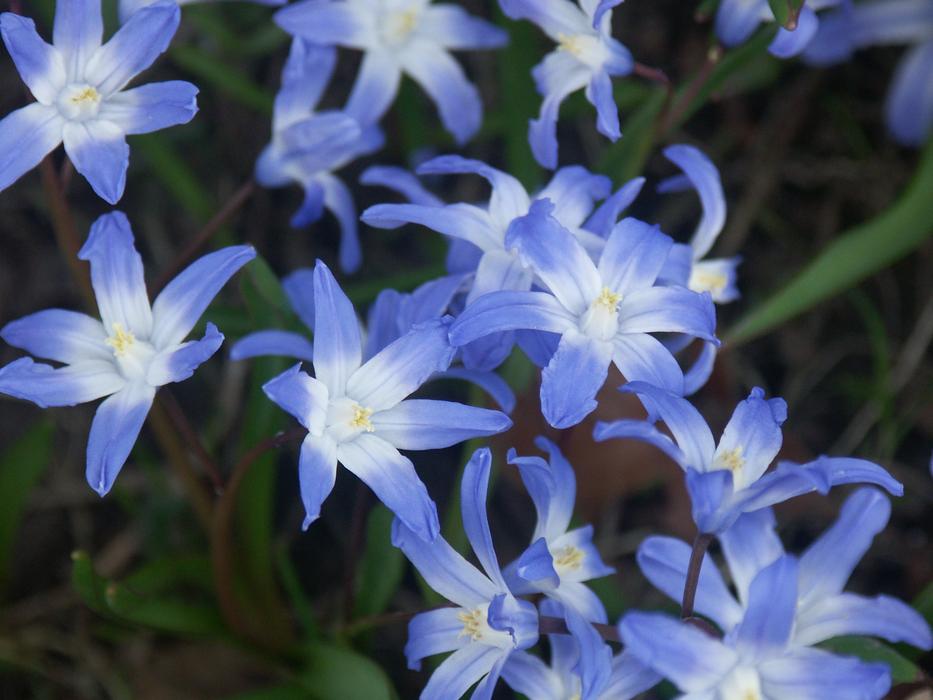 Flower Nature Plant