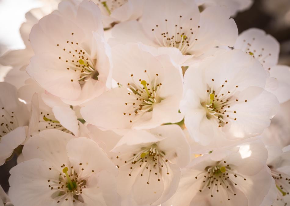 the beautiful flower bud is white