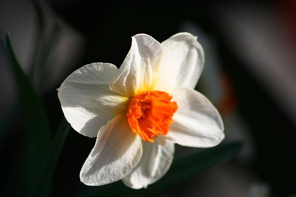 Flower Plant Nature