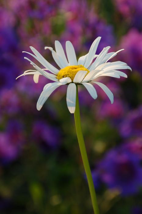 Plant Nature Petal