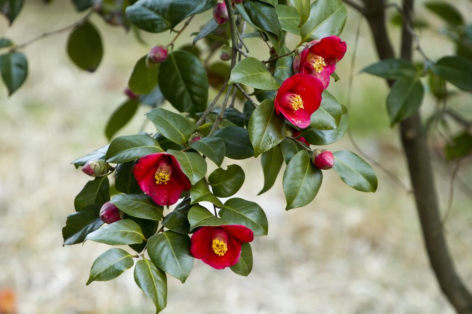 little red flowers on the bush