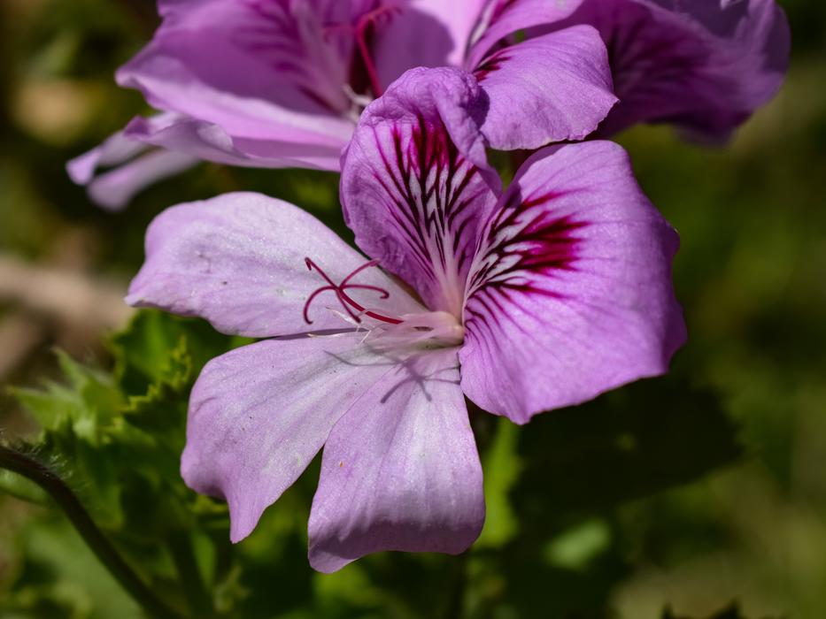 Flower Flora Nature