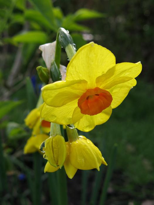 Narcissus Flower Plant