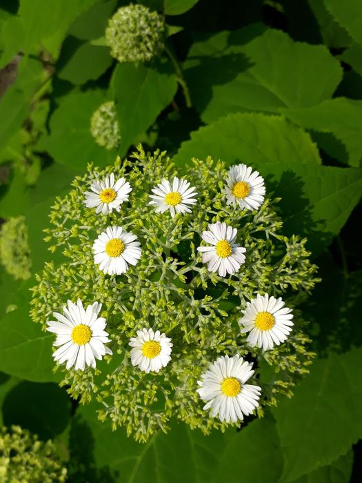 Daisy Flower Garden Hydrangea
