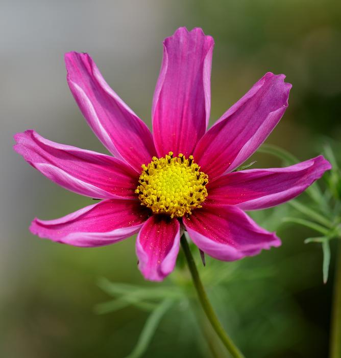 Flower Pink Flowers