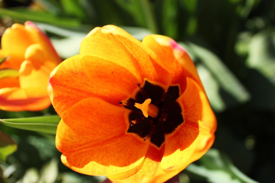Tulip Tulips Flower