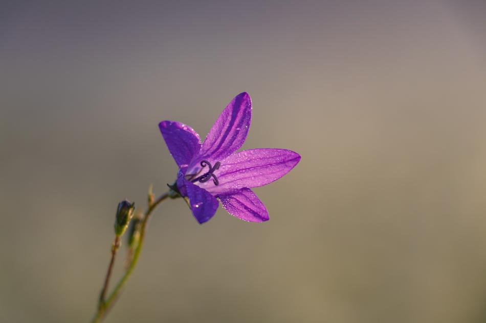 Bell Flower Macro