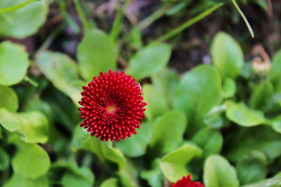 Daisy Red Pink