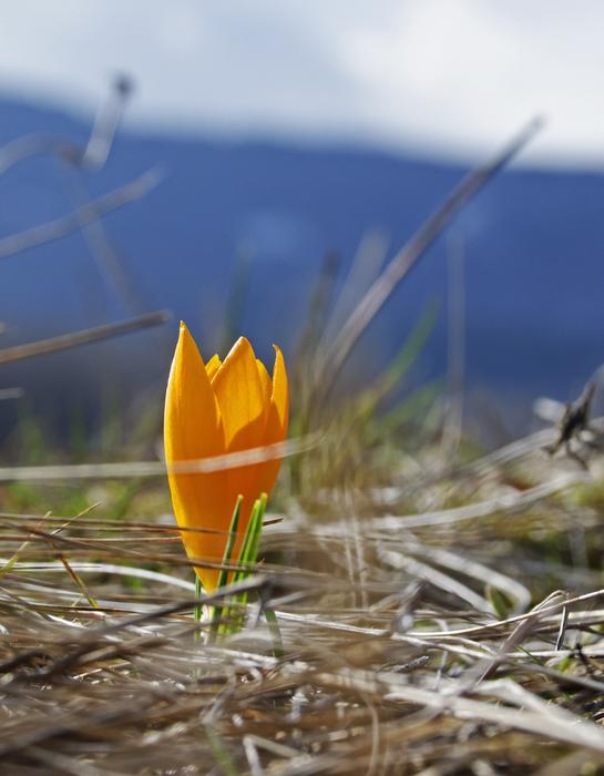Spring Flower Orange
