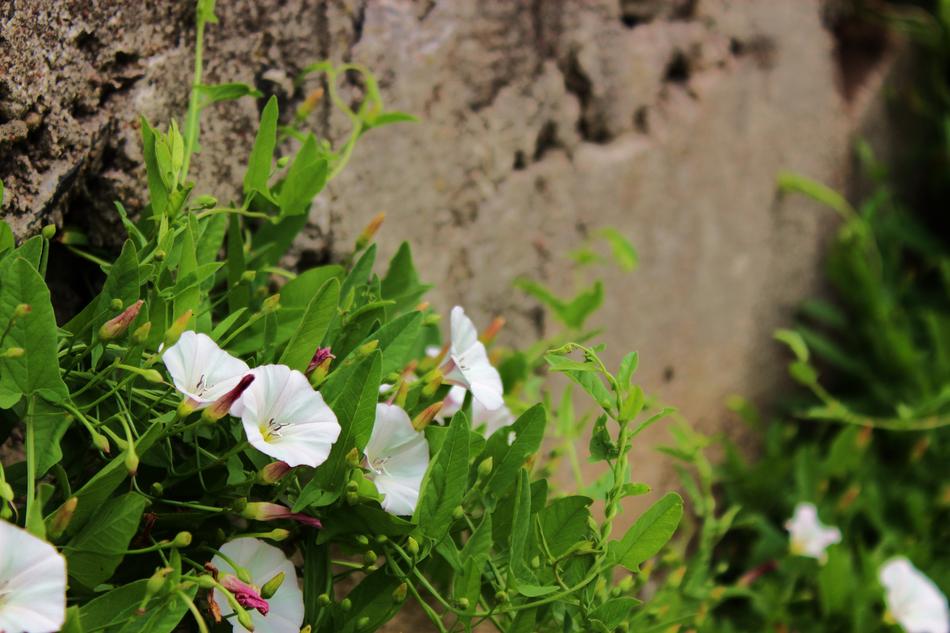 Flower White Flowers