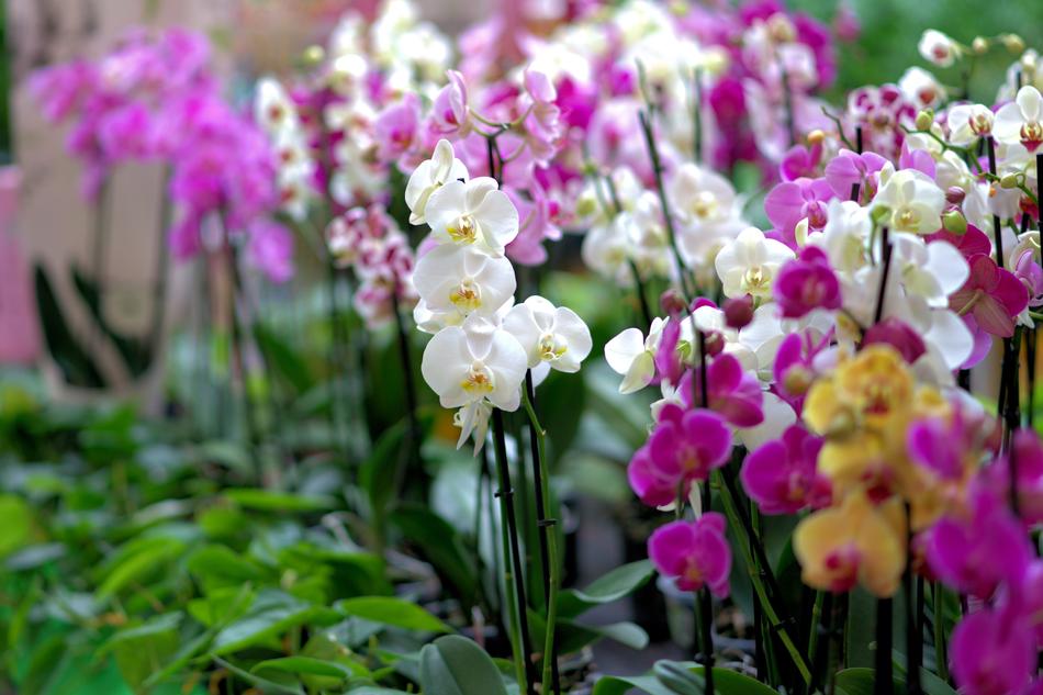 Orchid Flower Blossom