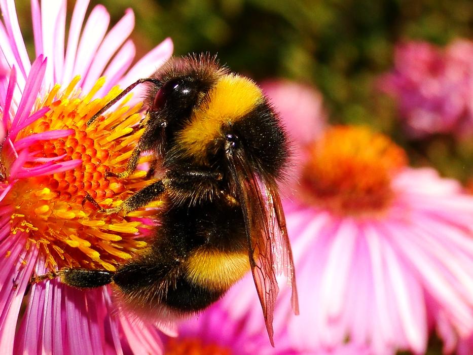 fluffy bee in pink flowers landscape