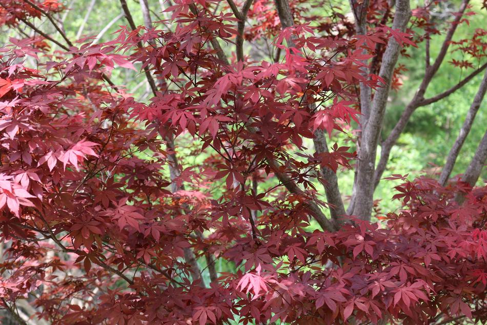 Leaf Nature Season