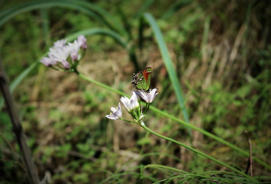 a little butterfly on a wildflower in the grass