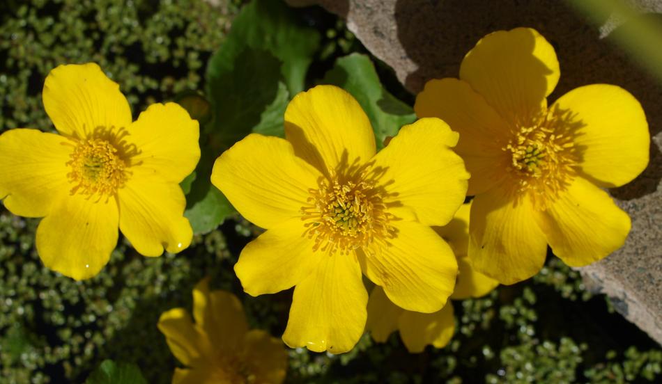 Nature Flower Flora