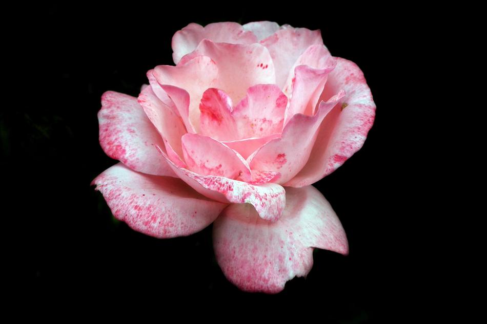 Flower Rose Petals The