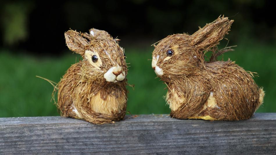 Rabbit Nature Animals
