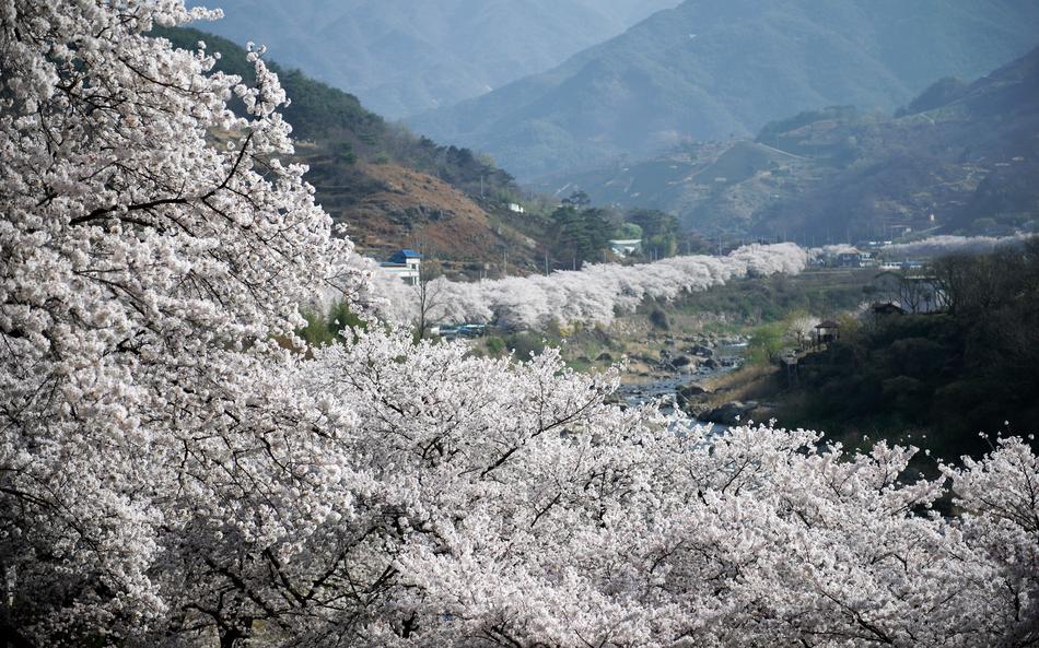 Cherry Blossom Nature