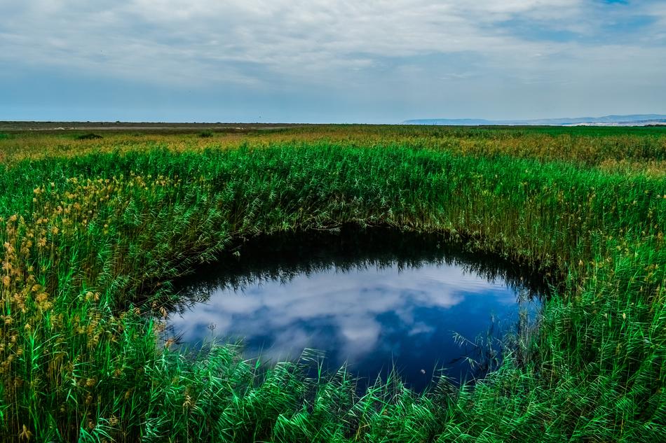 Swamp Pond Reeds