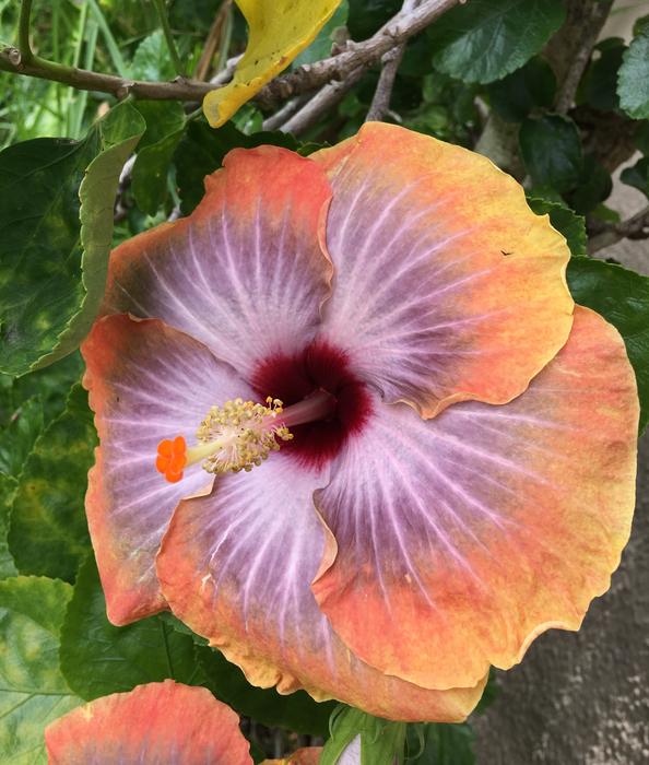 Hibiscus Orange Petals