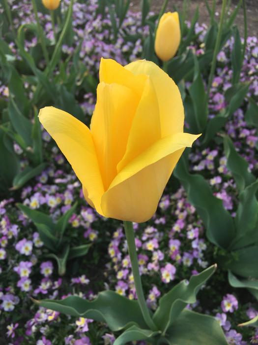 Flower Plant Nature