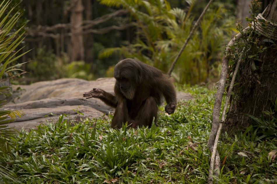 Monkey Nature Green