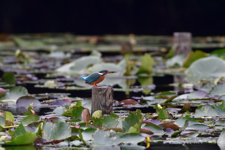 Bird Natural Wild Animals