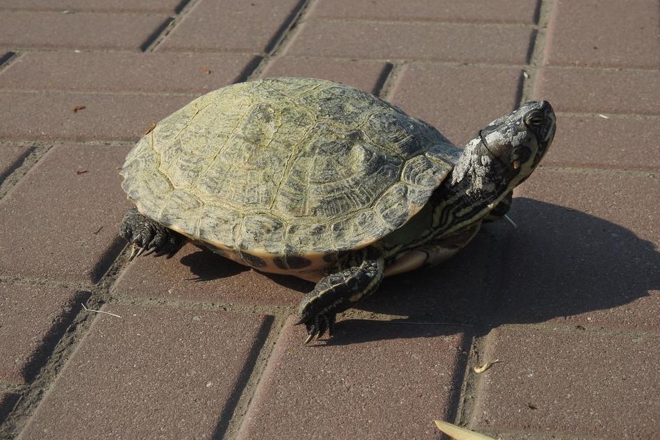 Turtle Shell Nature