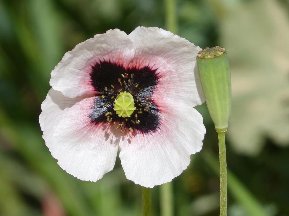 Poppy Drunk White