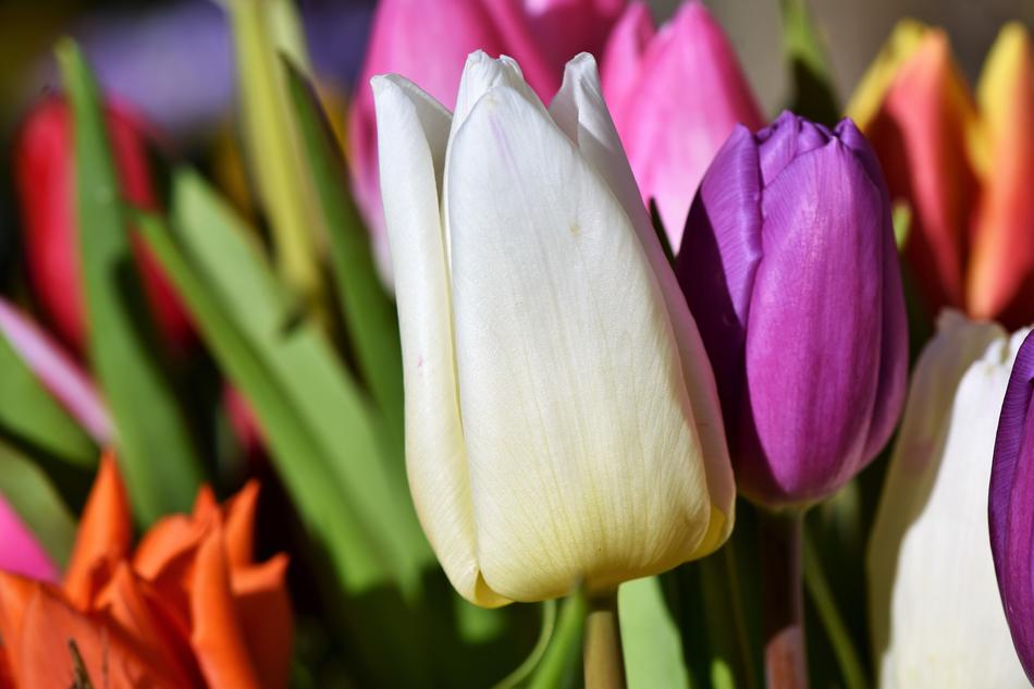 Tulip Blossom Bloom