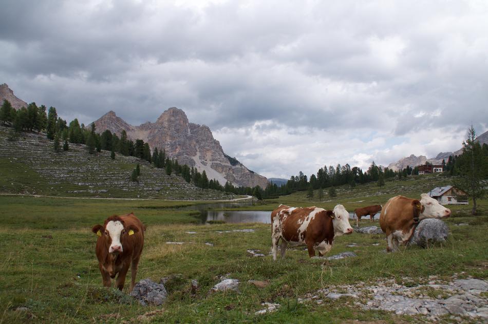 Cows Gray Mountain