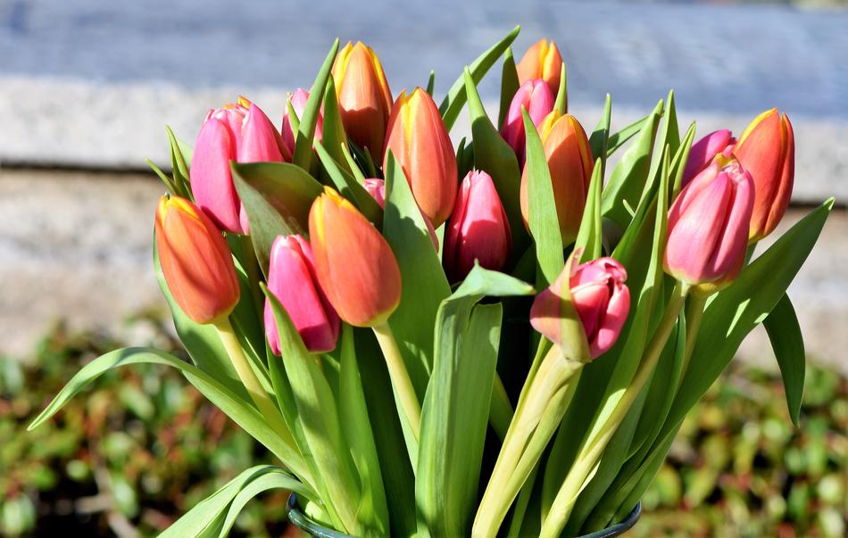 Tulip Bouquet Blossom